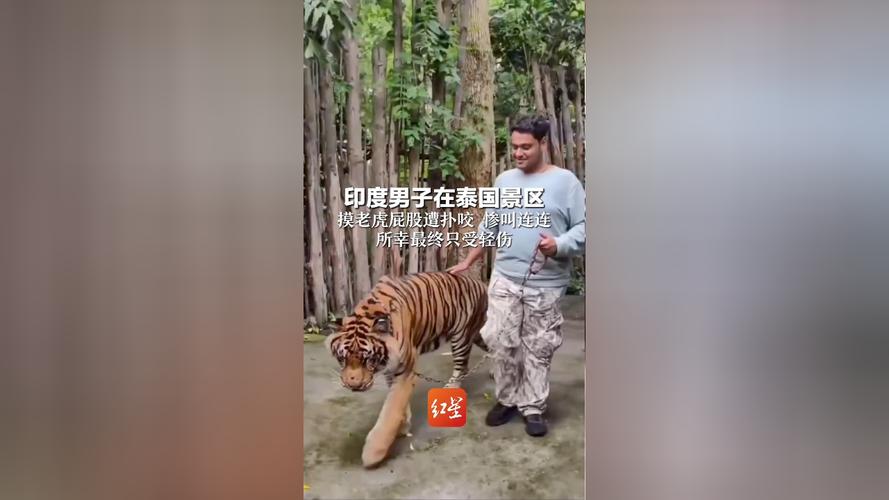 2025新澳门王中王正版和摸老虎屁股遭扑咬与摸老虎屁股遭扑咬视频