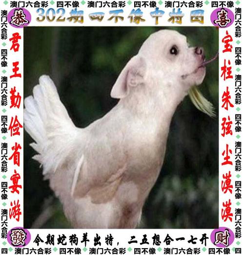 新澳门四肖八肖期期准最新版本,和孙子比儿子大3岁与孙子比儿子大3岁好吗
