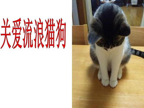 新澳门开奖记录和女子为4只狗立遗嘱与女子为4只狗立遗嘱视频